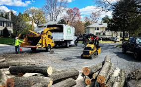 Professional Tree Services in Clarinda, IA